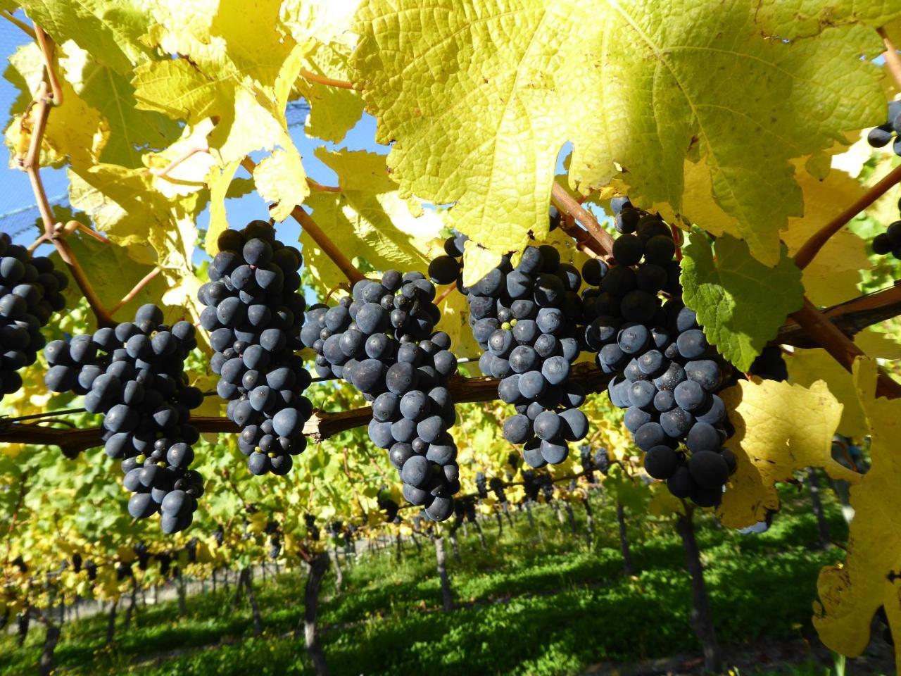 Grey Ridge Vineyard Experience Panzió Alexandra Kültér fotó